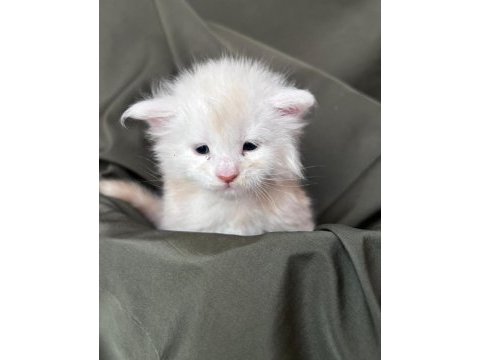 Full şecereli maine coon yavrular