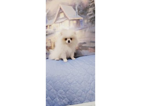 Pomeranian baby face