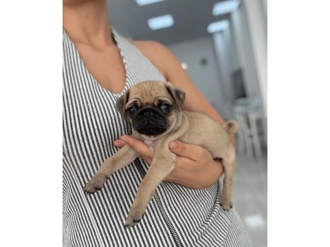 Irk ve sağlık garantili pug yavrularımız