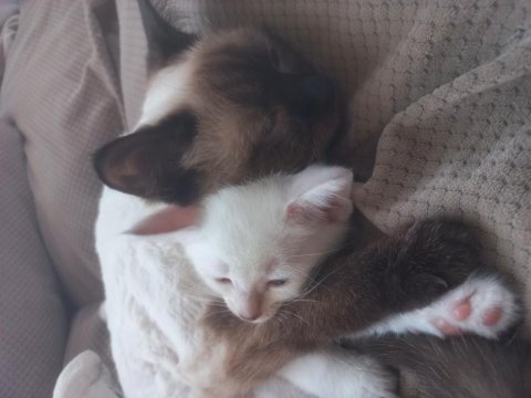 1,5 aylık siyam albino hem nadir hem genetik olarak nadir