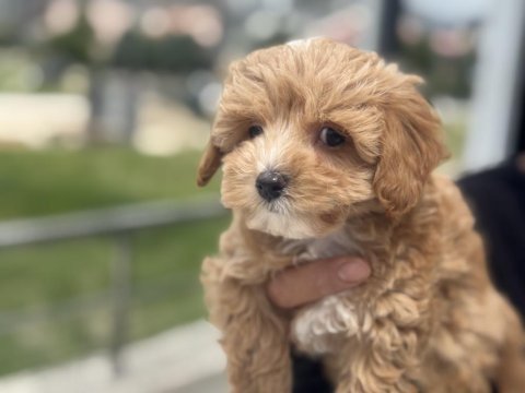 Profesyonel ruhsatlı çiftlikden maltipoo yavrular