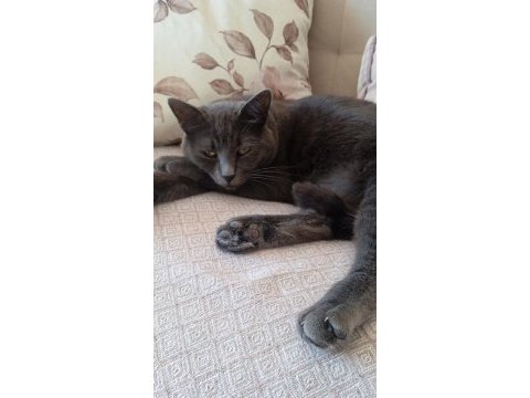 Russian blue kedimiz oyun canlısı