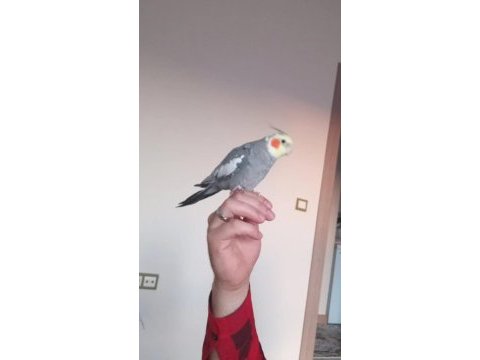 Evcil sultan papağanım çift ile takas olur