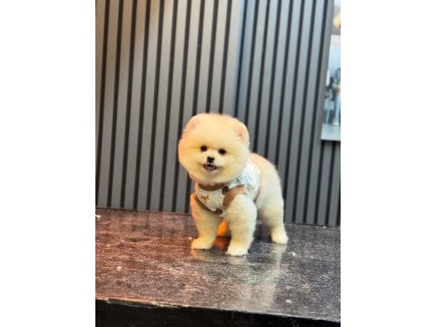 Yavru pomeranian boolarımız