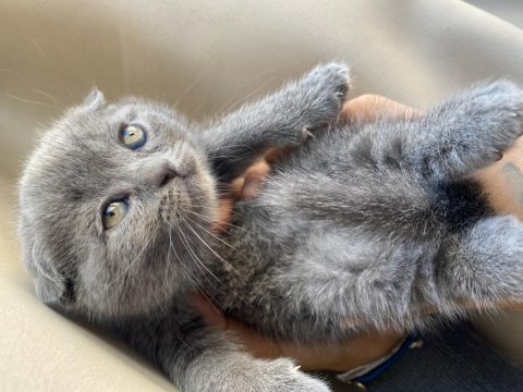 Scottish fold blue yavru