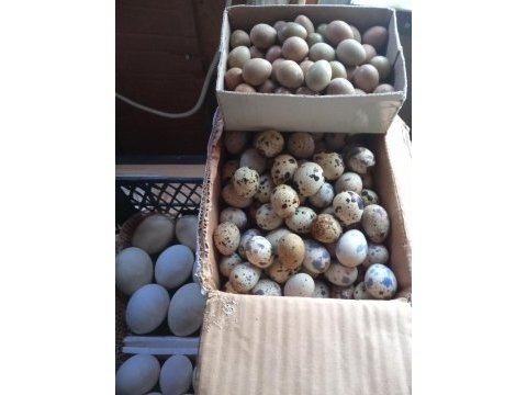 Çatalca bıldırcın ve döllü yumurta sahiplendirme
