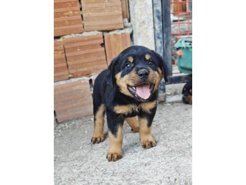 Özel soydan özel rottweiler yavrular