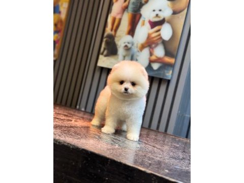 Sağlık ve ırk garantili pomeranian