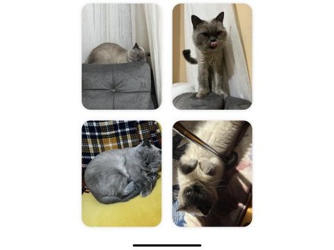 2 yaşında erkek oyuncu british shorthair