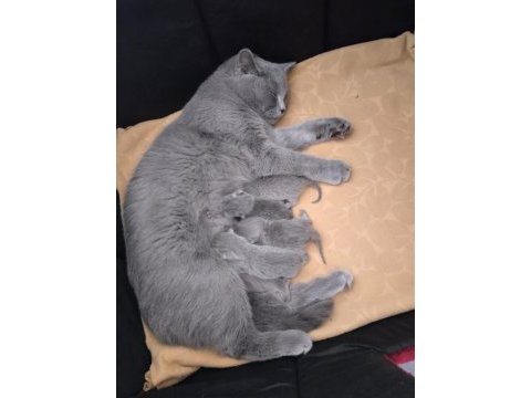 British shorthair yavru