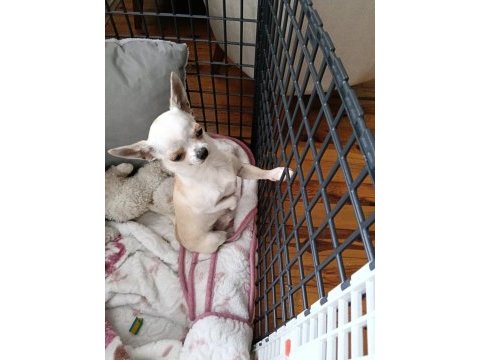 1 yaş chihuahua