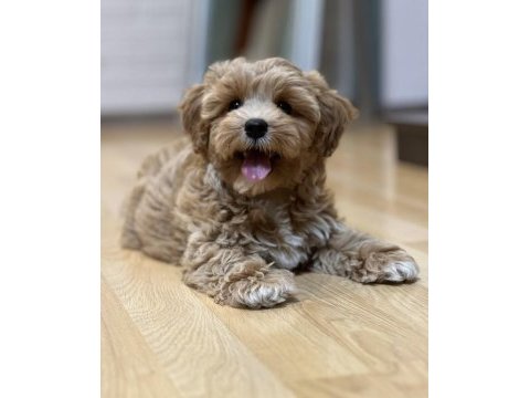 Maltipoo korekan bebekler