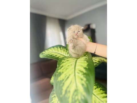 Nadir renk british shorthair yavrumuz