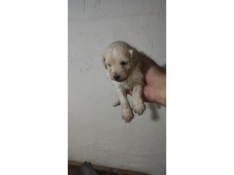 Maltipoo yavrularımız yeni sahiplerini ariyor