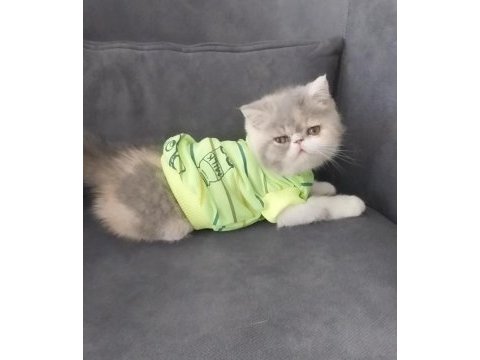 Full şecereli 55 günlük exotic shorthair