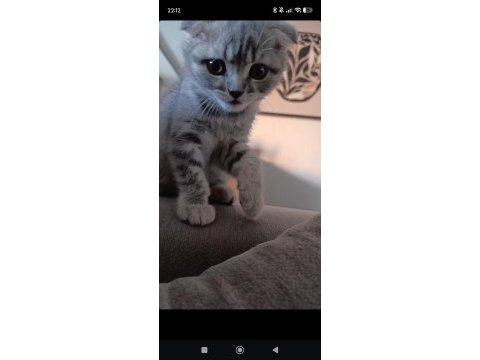 3 aylık scottish fold bebek yeni yuvasını bekliyor