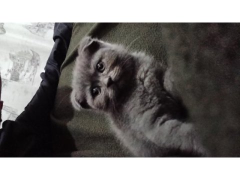 2 aylık scottish fold