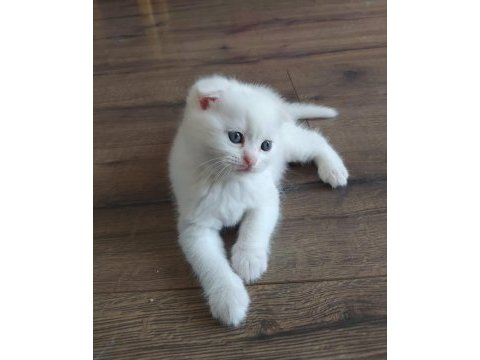 Bembeyaz scottish fold yavru yeni ailesini arıyor