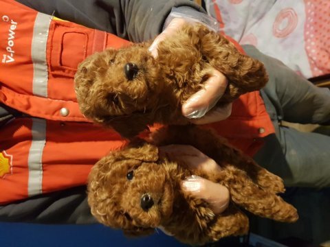 İstanbul köpek üretim çiftliğinden toy poodle yavrular