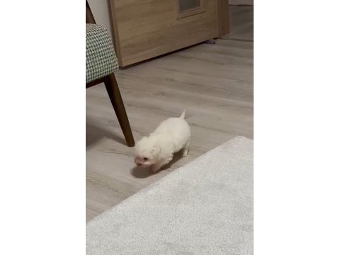 Bir avuçluk maltese bebek