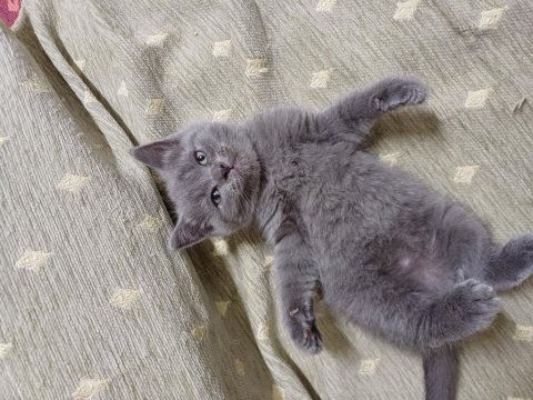 Yavru shorthair sahiplendirilecek