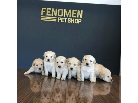 Baby face golden retrıewer yavruları safkan belgeli