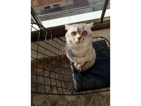 Scottish fold erkek
