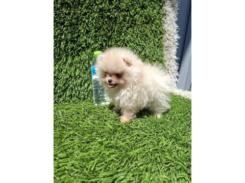 Pomeranian boo yavrular (majyajsız fönsüz)