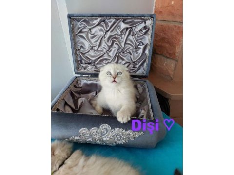 Scottish fold prensesim 2 aylik