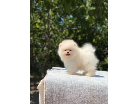 Vet teknikerden show class pomeranian yavrular