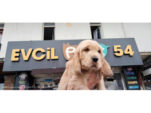 70 günlük cocker erkek yavrumuz