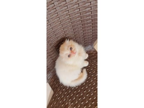 Ev ortamında büyüyen scottish fold