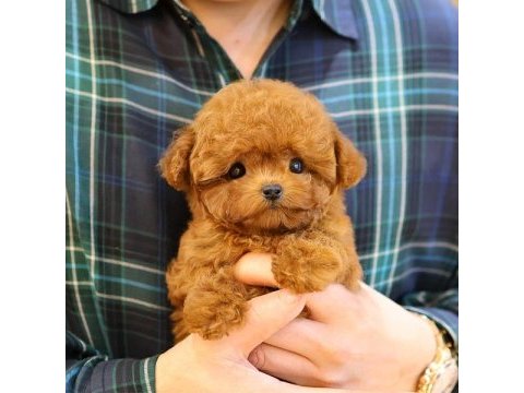 Gülen surat oyuncak yapılı poodle bebişlerim