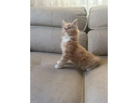 Evde yetişmiş şampiyon dedenin maine coon son torunu hazır
