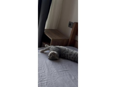 Scottish fold kedimiz marmelat yuvasını arıyor