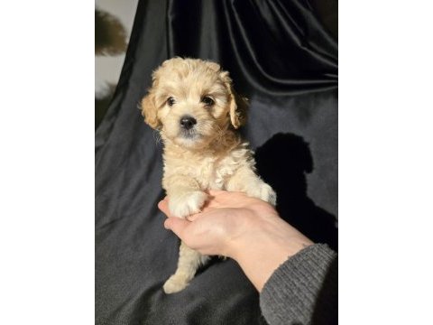 Orjinal teacup maltipoo yavrular