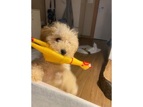 Toy poodle 6 aylık bütün aşıları yapılmış durumda