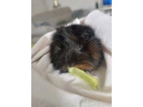 Dişi ve erkek guinea pig ilanı