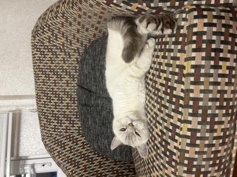 Blue point british shorthair 3 yaşında