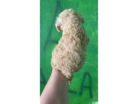 Orijinal toy poodle yavrularım