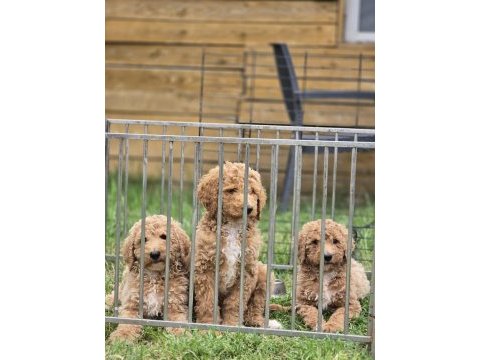 Avrupa kan hattı dev poodle yavruları