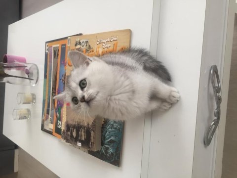 Evden show kalite british shorthair yavrular