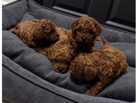 Üretim ve bakım ruhsatlı evimizden toy poodle