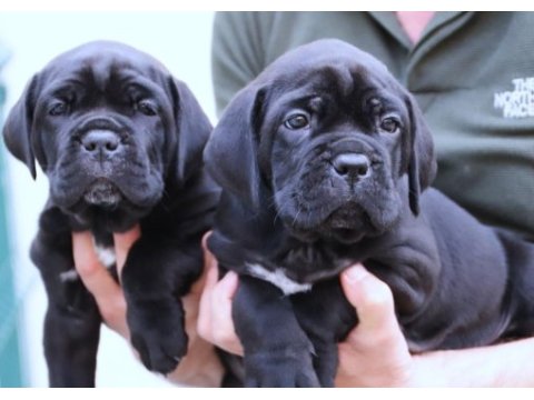 Fcı-kıf secereli safkan cane corso yavrular