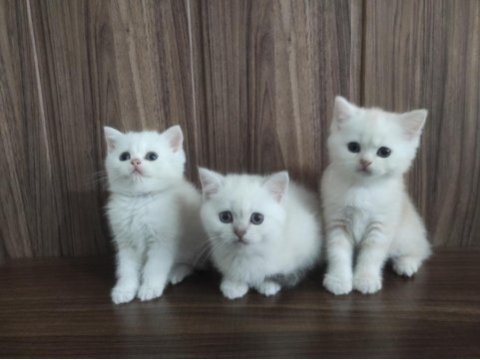 British shorthair bebeklerim