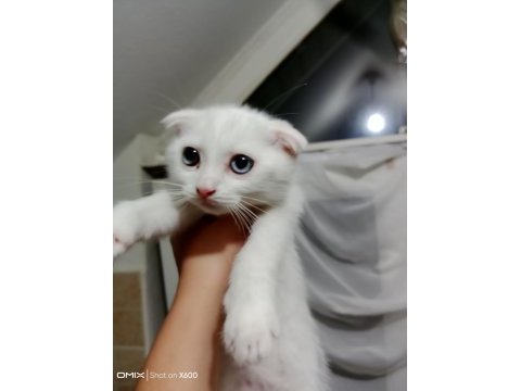 Pamuk prenses scottish fold
