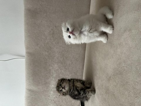 Scottish fold bebeklerimiz