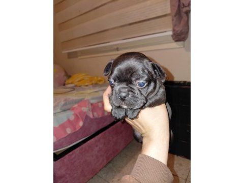 French bulldog 40 günlük