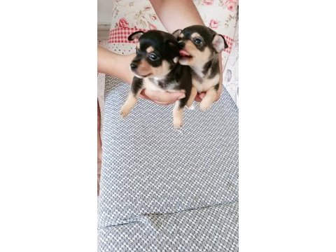 Orjinal pinscher yavruları