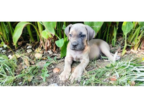 Efsane cane corso yavrular